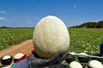 Aumento na produção é um dos motores do desenvolvimento regional -  (crédito: Tibico Brasil/Divulgação BNB.)