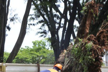 O serviço de retirada foi realizado na manhã desta sexta-feira