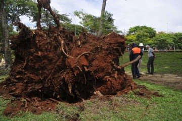 A árvore foi arrancada pelas raízes