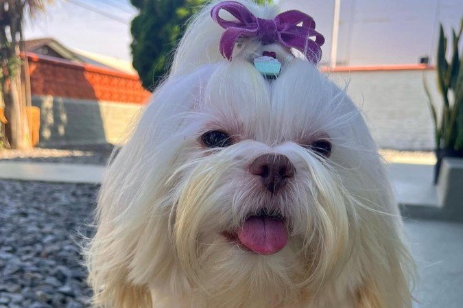 Pipoca já passou
por três sessões de comunicação intuitiva e tutora diz se sentir reconfortada e com
mais esperança - (crédito: Arquivo pessoal) Pipoca já passou
por três sessões de comunicação intuitiva e tutora diz se sentir reconfortada e com
mais esperança - (crédito: Arquivo pessoal)