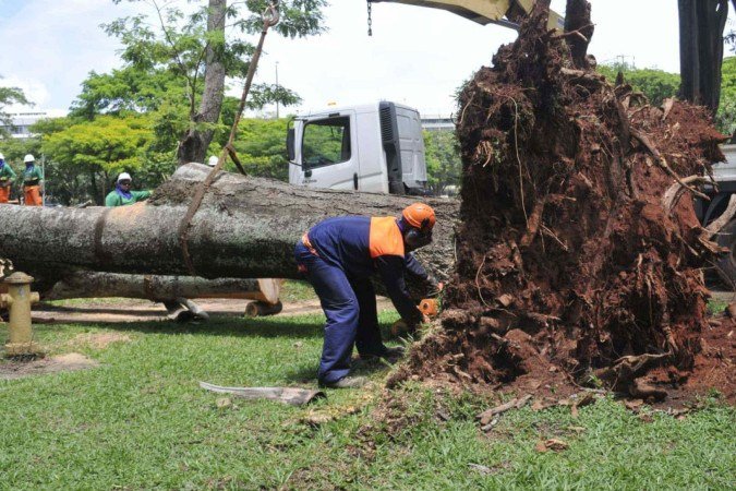 A árvore com 25 metros de comprimento cai devido aos fortes ventos na Asa Sul -  (crédito: Marcelo Ferreira/CB/DA Press)