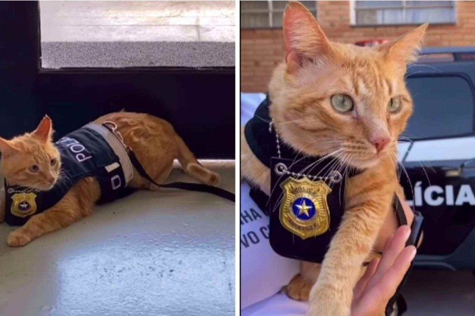 Gato foi adotado em uma ONG que cuida de animais abandonados - (crédito: Reprodução / redes sociais) Gato foi adotado em uma ONG que cuida de animais abandonados - (crédito: Reprodução / redes sociais)