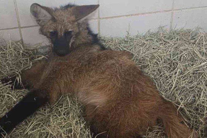 Lobo-guará atropelado e resgatado em Juiz de Fora foi levado para cuidados veterinários - (crédito: CBMMG) Lobo-guará atropelado e resgatado em Juiz de Fora foi levado para cuidados veterinários - (crédito: CBMMG)