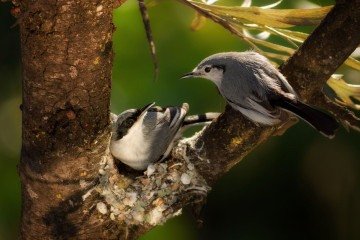 Ninho de pássaros da espécie balança-rabo-de-máscara
