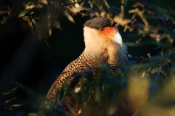 A imagem do carcará foi a favorita da aluna Sophya Pontes