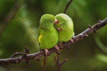 Durante o lançamento da obra, estudantes veem fotos de pássaros como periquitos, tucanos, bem-te-vis, pica-paus, carcarás e urubus - (crédito: material cedido ao Correio) Durante o lançamento da obra, estudantes veem fotos de pássaros como periquitos, tucanos, bem-te-vis, pica-paus, carcarás e urubus - (crédito: material cedido ao Correio)