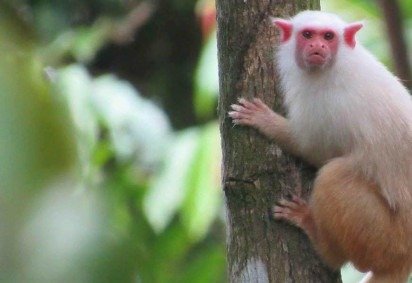 Ana Prudente em expedição científica nas cangas de Carajás, na floresta amazônica -  (crédito: Acervo pessoal) -Ana Prudente em expedição científica nas cangas de Carajás, na floresta amazônica -  (crédito: Acervo pessoal)