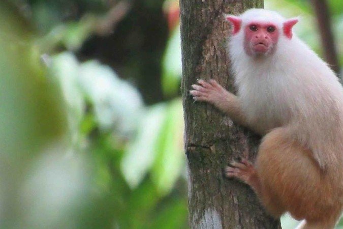 Ana Prudente em expedição científica nas cangas de Carajás, na floresta amazônica -  (crédito: Acervo pessoal)