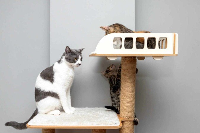 O enriquecimento ambiental é benéfico para a saúde física e mental dos gatos (Imagem: ArtPhoto21 | Shutterstock) -  (crédito: EdiCase)