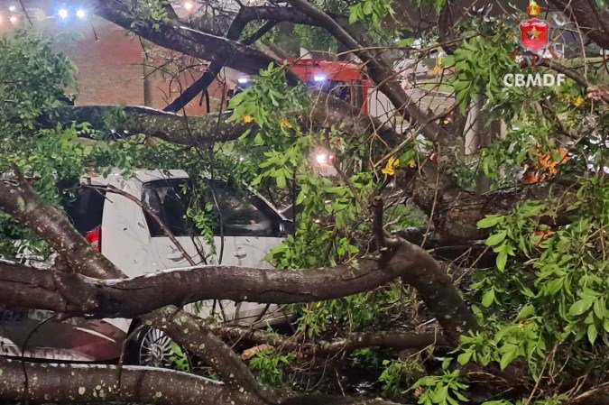  Árvore cai sobre carro no Plano Piloto, em 1º de dezembro; Defesa Civil alerta para os riscos