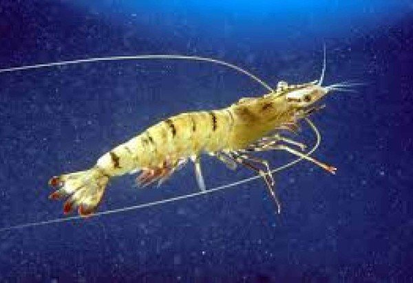 Animalia/Divulgação 