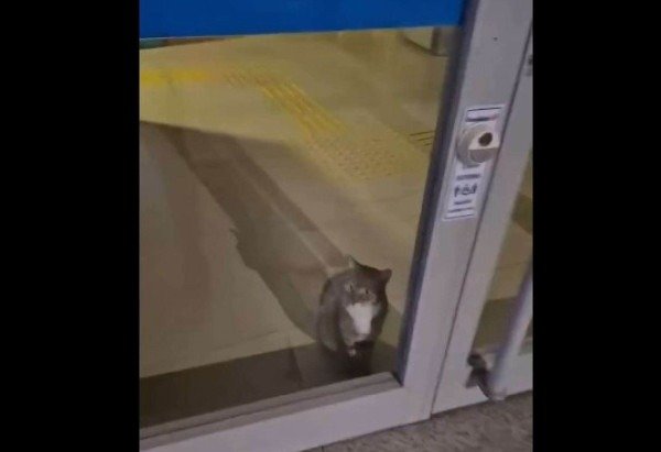 Reprodução/X/ @ZAMENZA