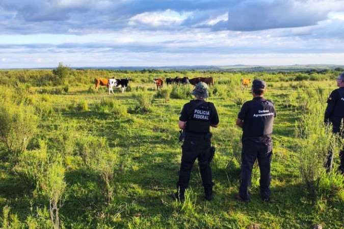 MPF e PF deflagram operação contra o contrabando de gado no Sul do país