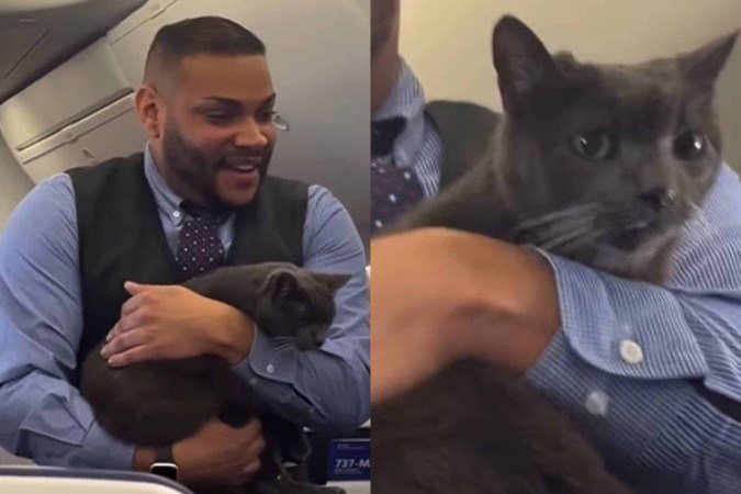Gato a bordo: animal 'se perde' e vira atração em voo lotado