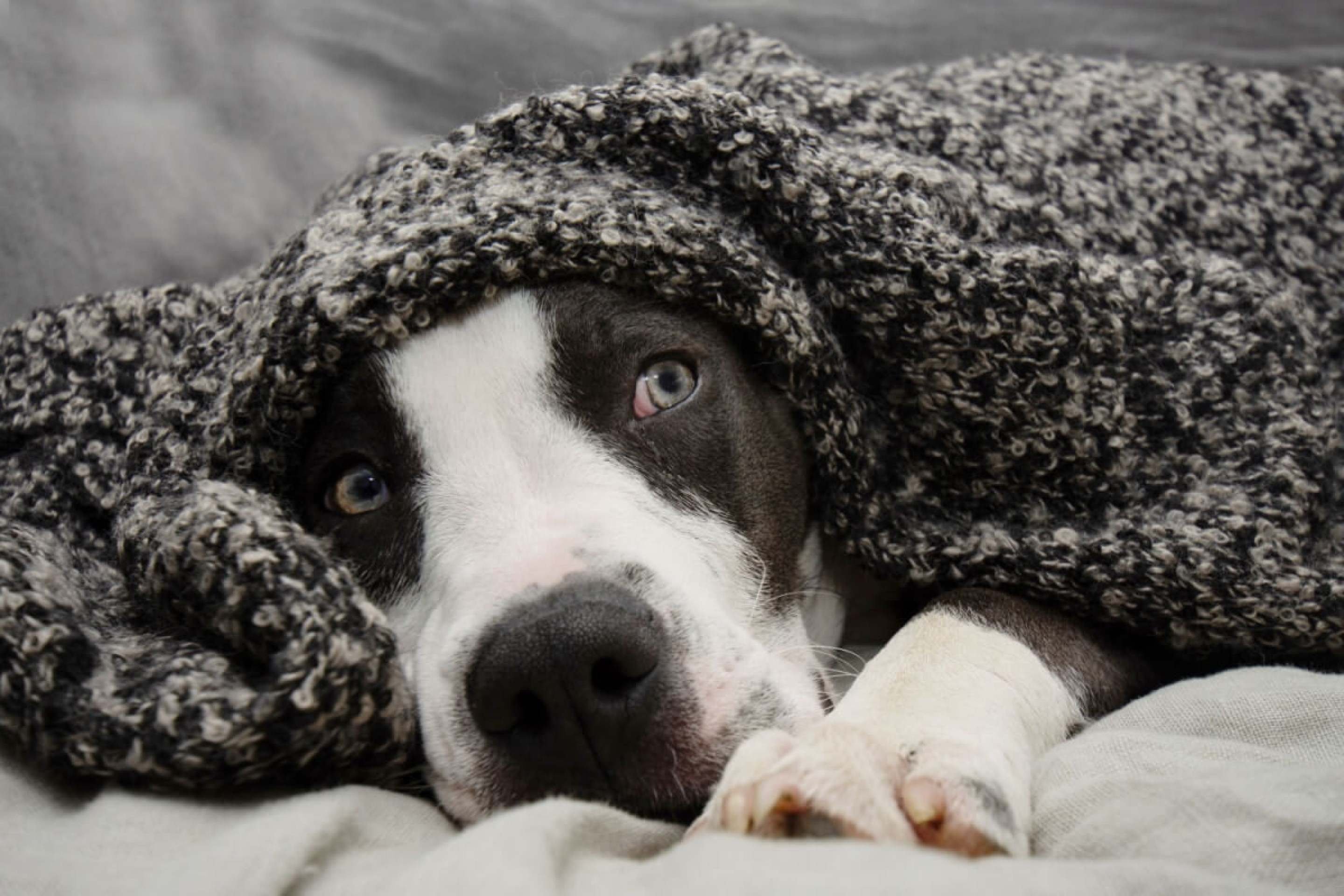 O impacto dos fogos de artifício nos animais: o que você precisa saber