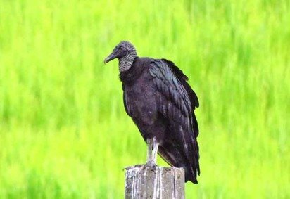 Todos os anos, o primeiro sábado de setembro é Dia Internacional de Conscientização sobre os Urubus. A data foi criada  para sensibilizar a população sobre a importância dos urubus no meio ambiente. Da mesma forma, abutres também são fundamentais na Natureza. Mas ambos costumam ser mal vistos.  -  (crédito: Flickr helizio gonçalves) -Todos os anos, o primeiro sábado de setembro é Dia Internacional de Conscientização sobre os Urubus. A data foi criada  para sensibilizar a população sobre a importância dos urubus no meio ambiente. Da mesma forma, abutres também são fundamentais na Natureza. Mas ambos costumam ser mal vistos.  -  (crédito: Flickr helizio gonçalves)