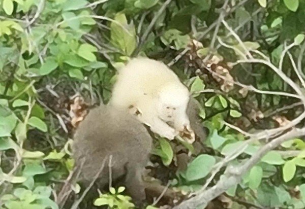 Stephen Nash/Primatas Perdidos