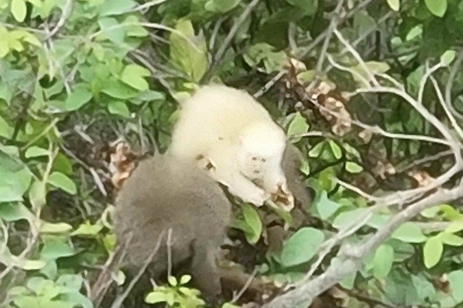 O que primeiro registro de sauá albino na Mata Atlântica representa para o meio ambiente - (crédito: Stephen Nash/Primatas Perdidos) O que primeiro registro de sauá albino na Mata Atlântica representa para o meio ambiente - (crédito: Stephen Nash/Primatas Perdidos)