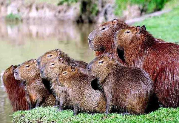 Flickr Paula DA SILVA