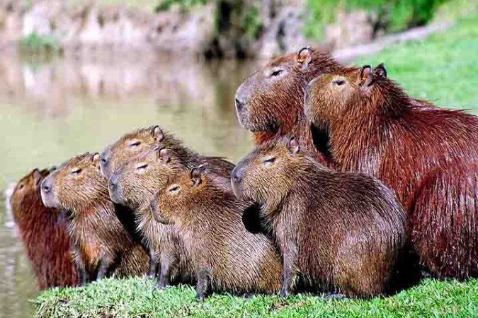 O texto prevê a instalação de placas em trechos com alta incidência de capivaras e implantação de medidas de contenção -  (crédito:  Flickr Paula DA SILVA)