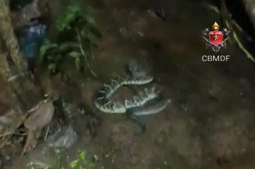 Cobra cascavel é resgatada em casa no Park Way e devolvida à natureza -  (crédito: CBMDF/Divulgação) -Cobra cascavel é resgatada em casa no Park Way e devolvida à natureza -  (crédito: CBMDF/Divulgação)