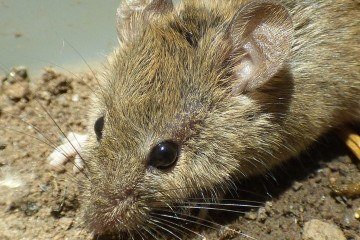 De acordo com os pesquisadores, o resultado fortalece a hipótese de que missões espaciais de curta duração não comprometem a capacidade reprodutiva de mamíferos - (crédito: wikimedia commons kcthetc1) De acordo com os pesquisadores, o resultado fortalece a hipótese de que missões espaciais de curta duração não comprometem a capacidade reprodutiva de mamíferos - (crédito: wikimedia commons kcthetc1)