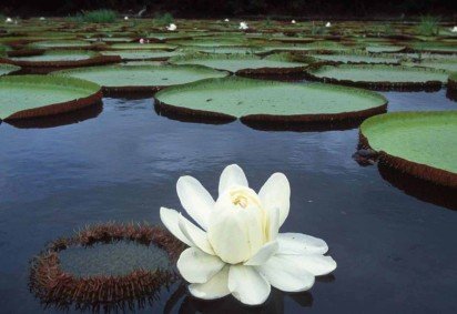 O Palácio de Cristal foi construído em apenas seis meses. Ele tinha mais de meio quilômetro de comprimento e quase 300 mil painéis de vidro, cada um deles soprado à mão -  (crédito: Getty Images) -O Palácio de Cristal foi construído em apenas seis meses. Ele tinha mais de meio quilômetro de comprimento e quase 300 mil painéis de vidro, cada um deles soprado à mão -  (crédito: Getty Images)