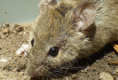 De acordo com os pesquisadores, o resultado fortalece a hipótese de que missões espaciais de curta duração não comprometem a capacidade reprodutiva de mamíferos -  (crédito: wikimedia commons kcthetc1) -De acordo com os pesquisadores, o resultado fortalece a hipótese de que missões espaciais de curta duração não comprometem a capacidade reprodutiva de mamíferos -  (crédito: wikimedia commons kcthetc1)