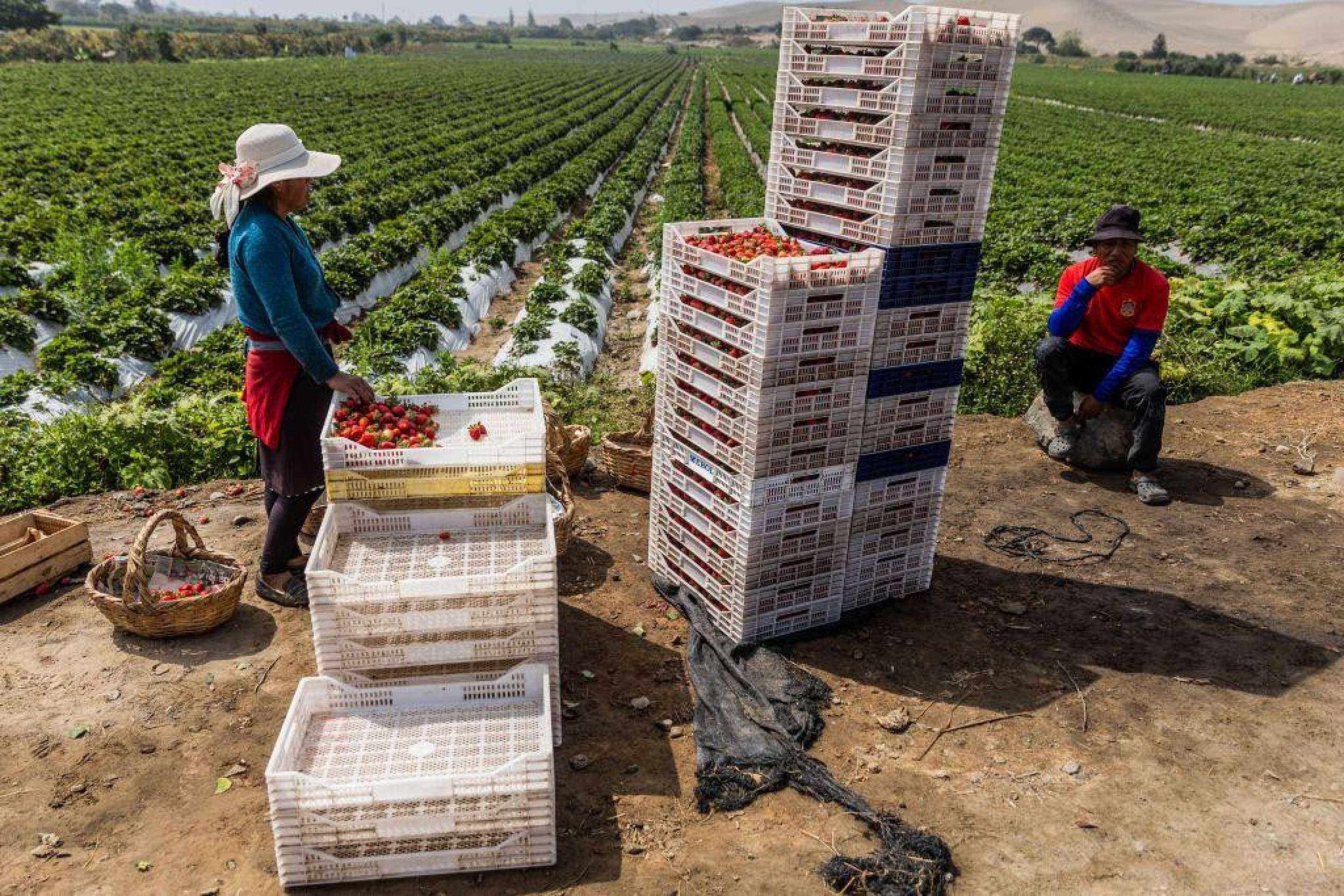 O Peru se tornou, em poucos anos, no maior exportador de mirtilo do mundo - (crédito: Klebher Vásquez / Getty) O Peru se tornou, em poucos anos, no maior exportador de mirtilo do mundo - (crédito: Klebher Vásquez / Getty)