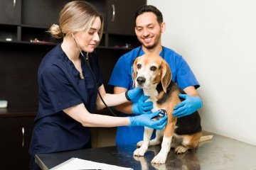 Antes de iniciar os treinos, o c&atilde;o precisa passar por uma avalia&ccedil;&atilde;o veterin&aacute;ria
    