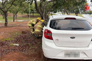 A motorista ficou ferida após bater o carro em árvore - (crédito: Reprodução: CBMDF) A motorista ficou ferida após bater o carro em árvore - (crédito: Reprodução: CBMDF)