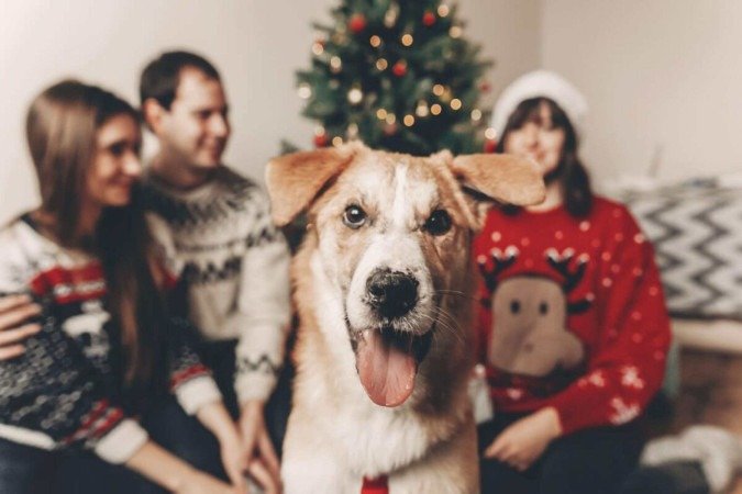 Preparar os pets para receber visitas no Natal é fundamental para reduzir possíveis sinais de estresse e ansiedade (Imagem: Bogdan Sonjachnyj | Shutterstock) -  (crédito: EdiCase)