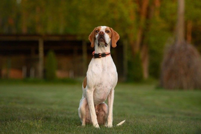 O pointer inglês é uma das raças mais tradicionais e admiradas entre os cães de caça apontadores (Imagem: otsphoto | Shutterstock) - (crédito: EdiCase) O pointer inglês é uma das raças mais tradicionais e admiradas entre os cães de caça apontadores (Imagem: otsphoto | Shutterstock) - (crédito: EdiCase)