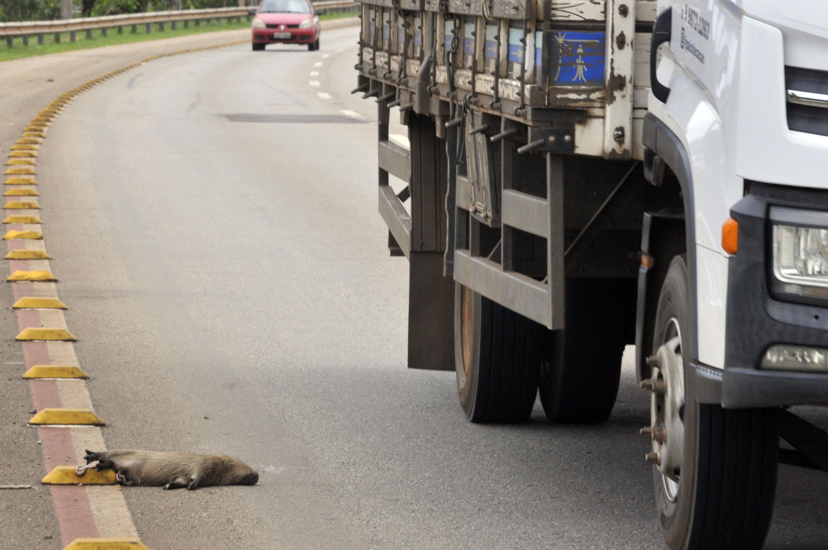 As capivaras atropeladas estavam no meio da via, no fim da Asa Norte