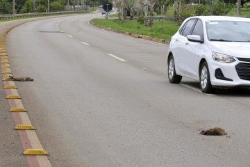 10/12/2025 Crédito: Marcelo Ferreira/CB/D.A Press. Brasil. Brasília - DF - Filhotes de capivara atropelados próximo ao Deck Norte. - (crédito: Marcelo Ferreira/CB/D.A Press) 10/12/2025 Crédito: Marcelo Ferreira/CB/D.A Press. Brasil. Brasília - DF - Filhotes de capivara atropelados próximo ao Deck Norte. - (crédito: Marcelo Ferreira/CB/D.A Press)