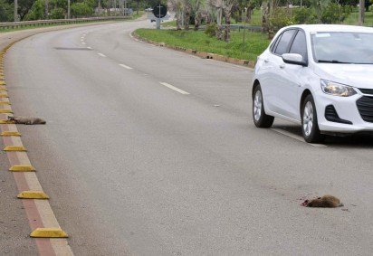  10/12/2025 Crédito: Marcelo Ferreira/CB/D.A Press. Brasil. Brasília - DF -  Filhotes de capivara atropelados próximo ao Deck Norte. -  (crédito:  Marcelo Ferreira/CB/D.A Press)