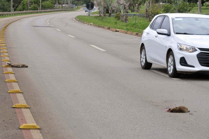 10/12/2025 Crédito: Marcelo Ferreira/CB/D.A Press. Brasil. Brasília - DF - Filhotes de capivara atropelados próximo ao Deck Norte. - (crédito: Marcelo Ferreira/CB/D.A Press) 10/12/2025 Crédito: Marcelo Ferreira/CB/D.A Press. Brasil. Brasília - DF - Filhotes de capivara atropelados próximo ao Deck Norte. - (crédito: Marcelo Ferreira/CB/D.A Press)