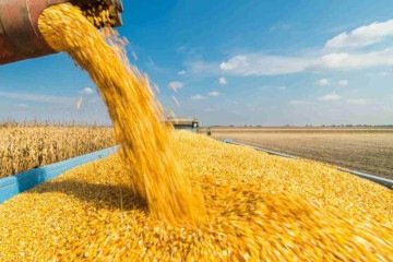 Produção nacional de grãos mais do que dobrou em 13 anos -  (crédito: Fotokostic/Gettingimages)