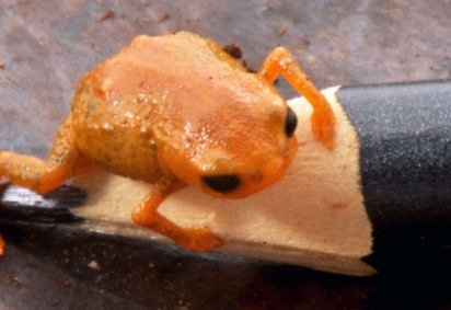 Sapo Brachycephalus lulai tem esse nome em homenagem ao presidente Lula (PT)  -  (crédito: Luiz Fernando Ribeiro/Mater Natura)