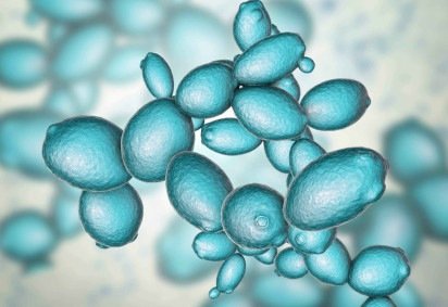 Levedura de padeiro: o fungo unicelular Saccharomyces cerevisiae -  (crédito: Centro de Excelência ARC para Biologia Sintética) -Levedura de padeiro: o fungo unicelular Saccharomyces cerevisiae -  (crédito: Centro de Excelência ARC para Biologia Sintética)