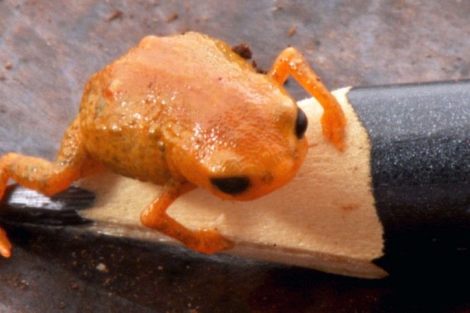 Sapo Brachycephalus lulai tem esse nome em homenagem ao presidente Lula (PT) - (crédito: Luiz Fernando Ribeiro/Mater Natura) Sapo Brachycephalus lulai tem esse nome em homenagem ao presidente Lula (PT) - (crédito: Luiz Fernando Ribeiro/Mater Natura)