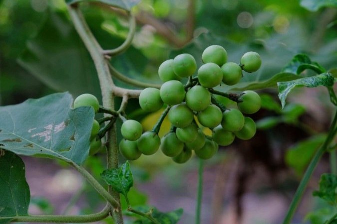A jurubeba é uma planta medicinal tradicionalmente usada para apoiar a digestão e promover o bem-estar do organismo (Imagem: kukuh st23 | Shutterstock) - (crédito: EdiCase) A jurubeba é uma planta medicinal tradicionalmente usada para apoiar a digestão e promover o bem-estar do organismo (Imagem: kukuh st23 | Shutterstock) - (crédito: EdiCase)
