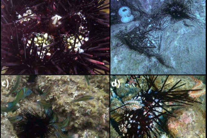 Ouriços-do-mar do gênero 'Diadema africanum' -  (crédito: Cano, Lorenzo-Morales, Bronstein, Sangil e Hernández)