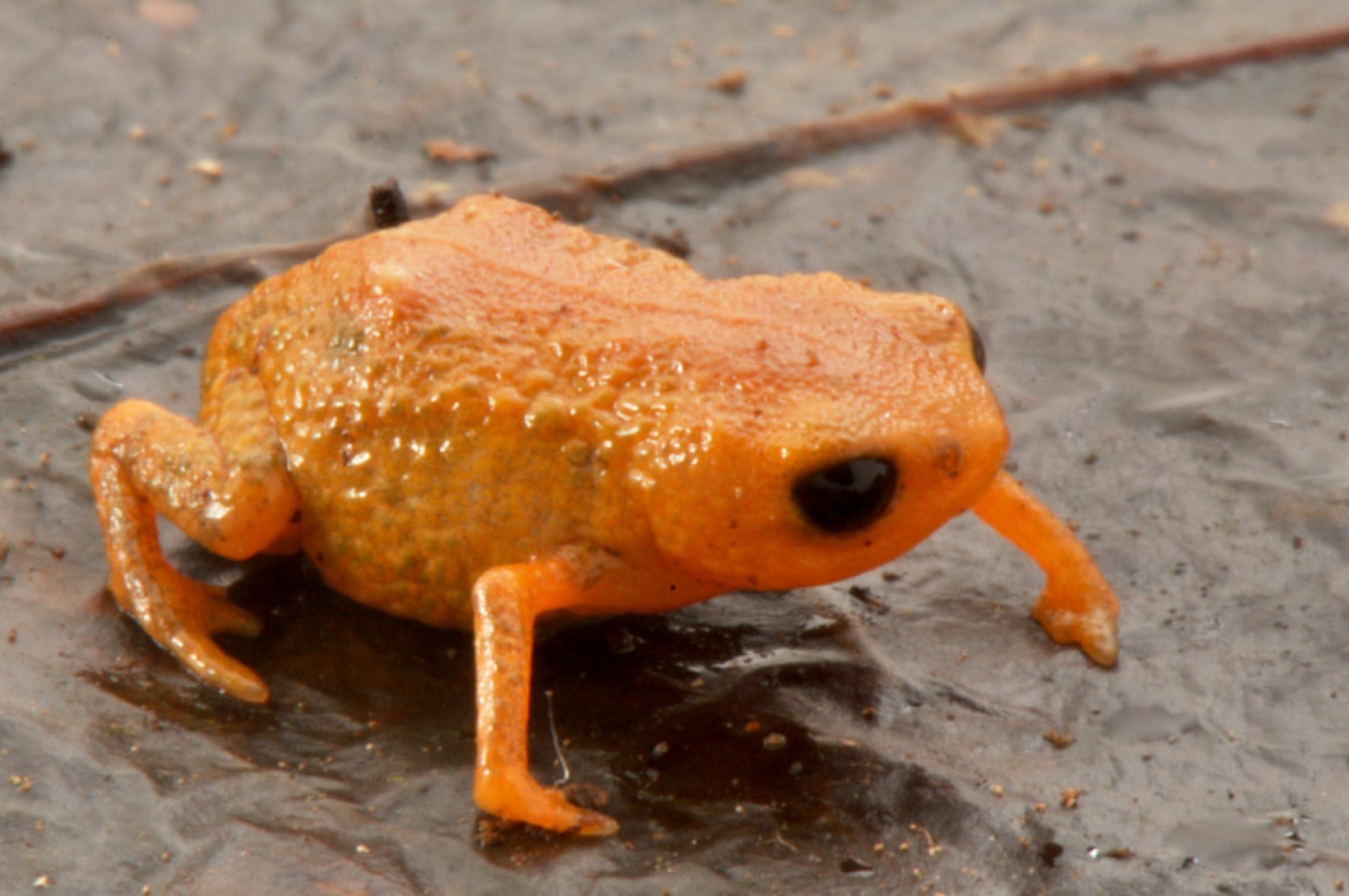 Sapo Brachycephalus lulai tem esse nome em homenagem ao presidente Lula (PT) 