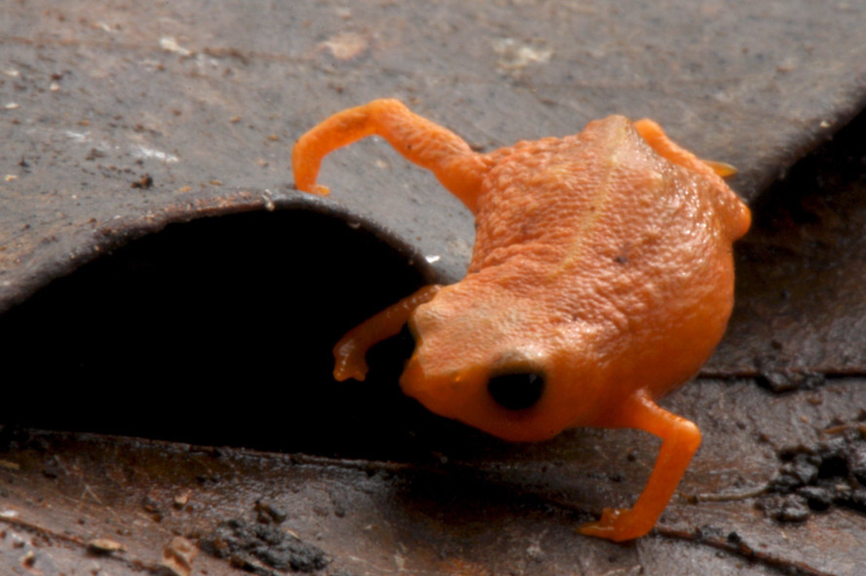 Sapo Brachycephalus lulai tem esse nome em homenagem ao presidente Lula (PT) 