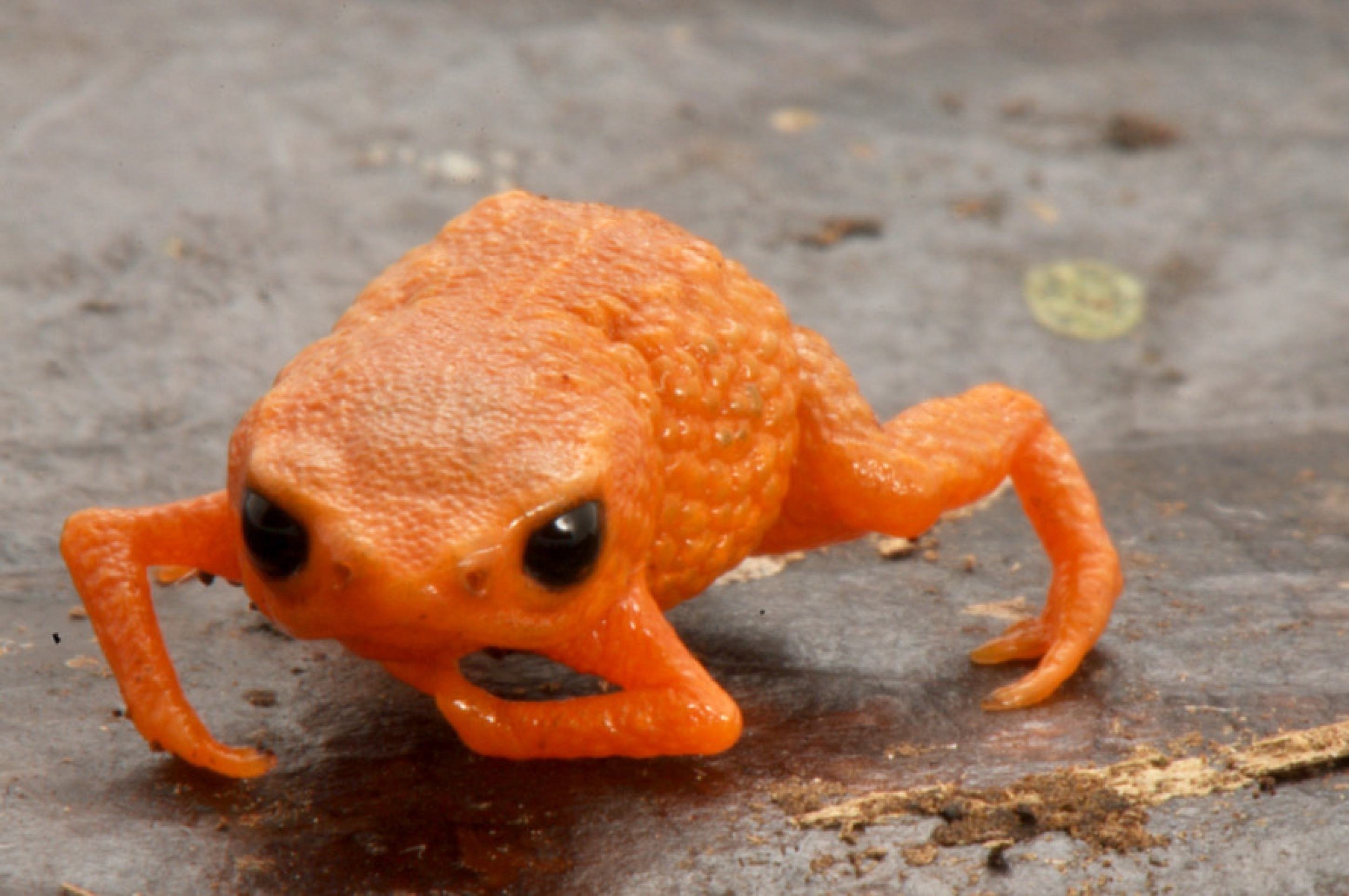 Sapo Brachycephalus lulai tem esse nome em homenagem ao presidente Lula (PT) 