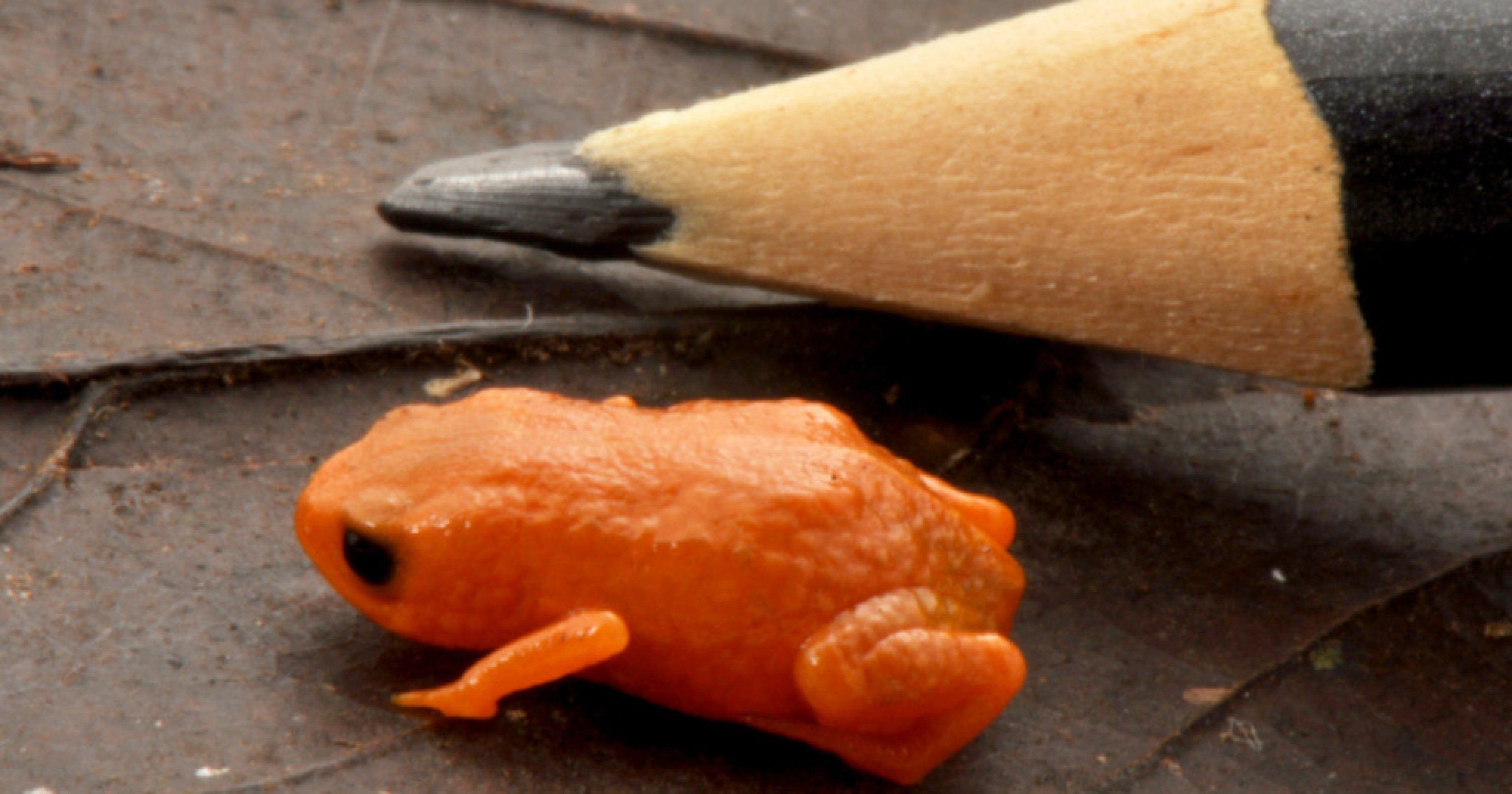 Sapo Brachycephalus lulai tem esse nome em homenagem ao presidente Lula (PT) 