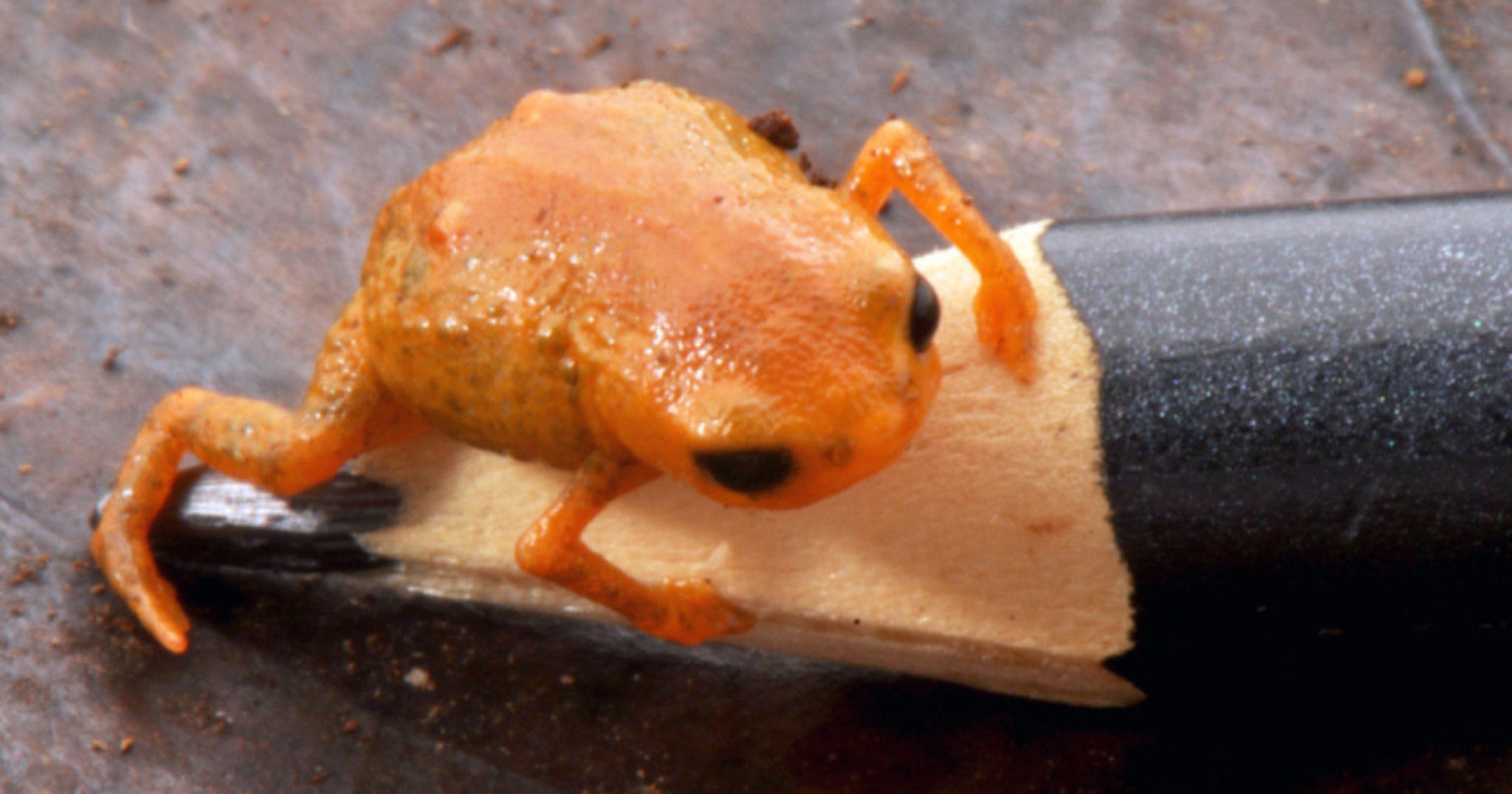 Sapo Brachycephalus lulai tem esse nome em homenagem ao presidente Lula (PT) 