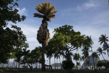 This view shows Talipot palms (Corypha umbraculifera) blooming for the first time at Aterro do Flamengo park in Rio de Janeiro, Brazil on December 8, 2025. An extraordinary botanical spectacle is captivating residents and tourists in Rio de Janeiro: several Talipot palms planted more than six decades ago are blooming for the first and last time in their lives. (Photo by Pablo PORCIUNCULA / AFP)
       -  (crédito:  AFP)