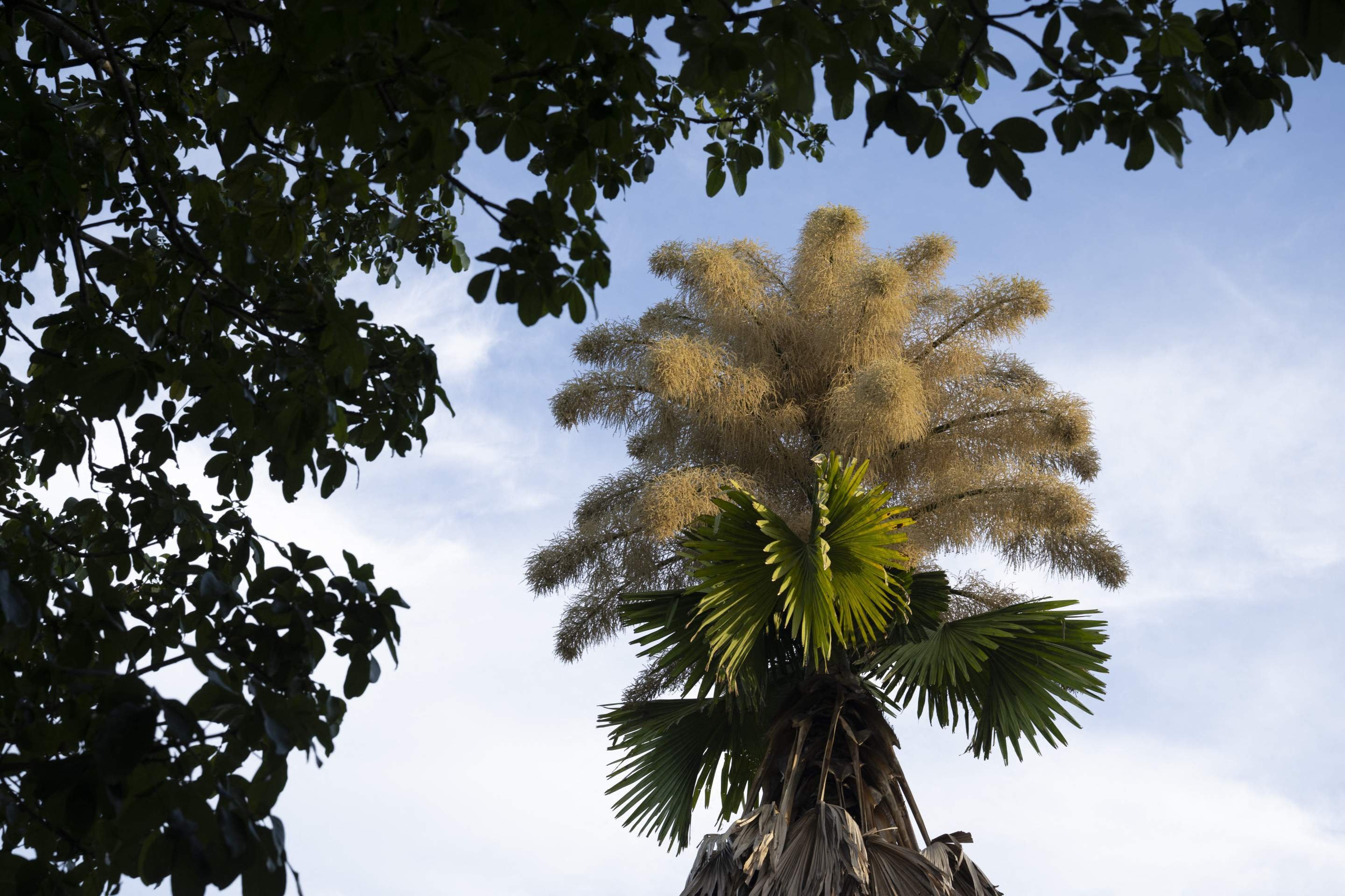  This view shows Talipot palms (Corypha umbraculifera) blooming for the first time at Aterro do Flamengo park in Rio de Janeiro, Brazil on December 8, 2025. An extraordinary botanical spectacle is captivating residents and tourists in Rio de Janeiro: several Talipot palms planted more than six decades ago are blooming for the first and last time in their lives. (Photo by Pablo PORCIUNCULA / AFP)       
